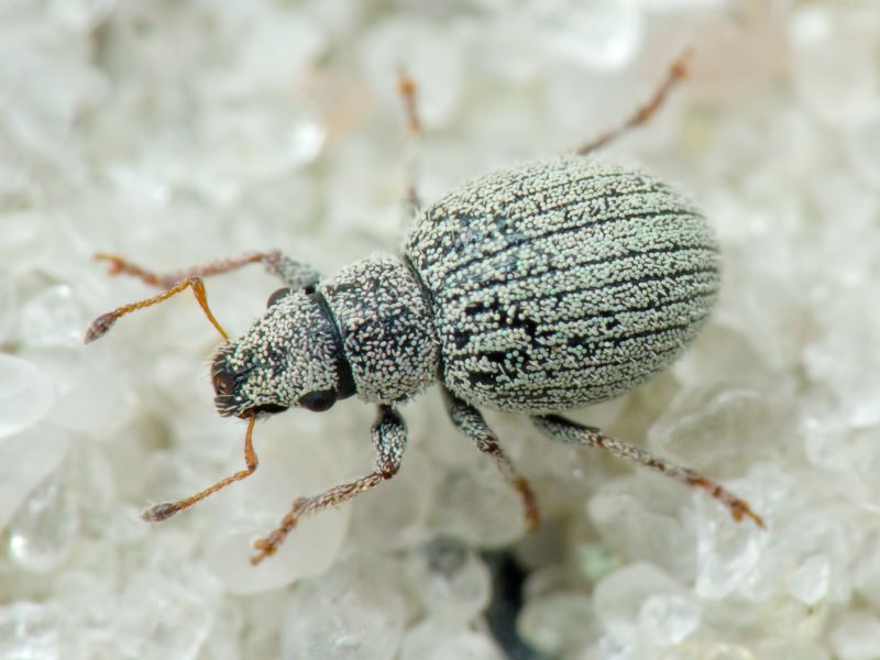Foucartia squamulata (Herbst, 1795)